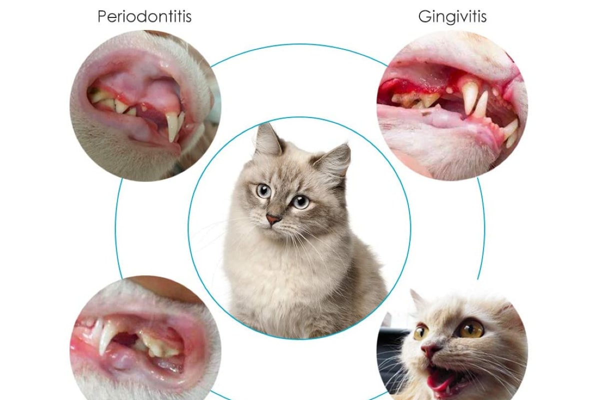 بیماری_های دهان و دندان گربه-min